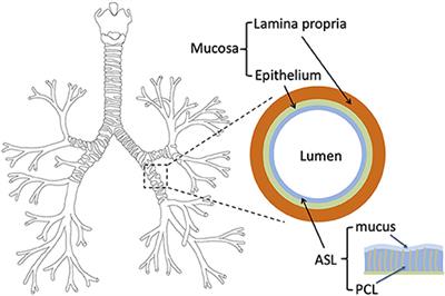 Comprehensive Analysis of Heat and Water Exchanges in the Human Lungs